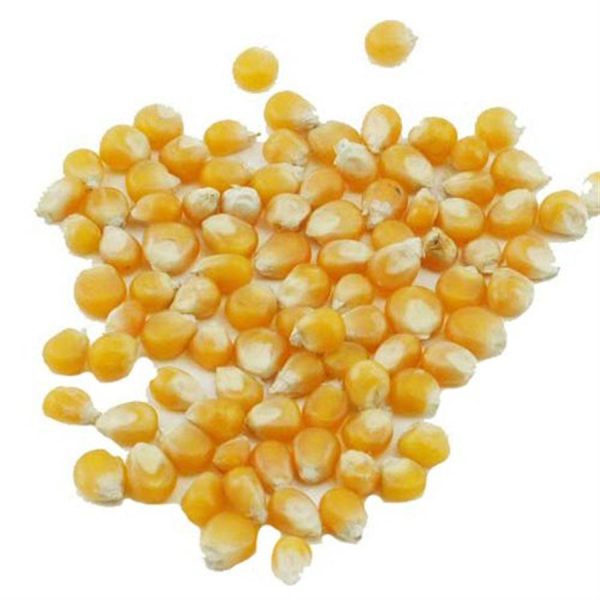 ذرت فلـه - کـیلــویی